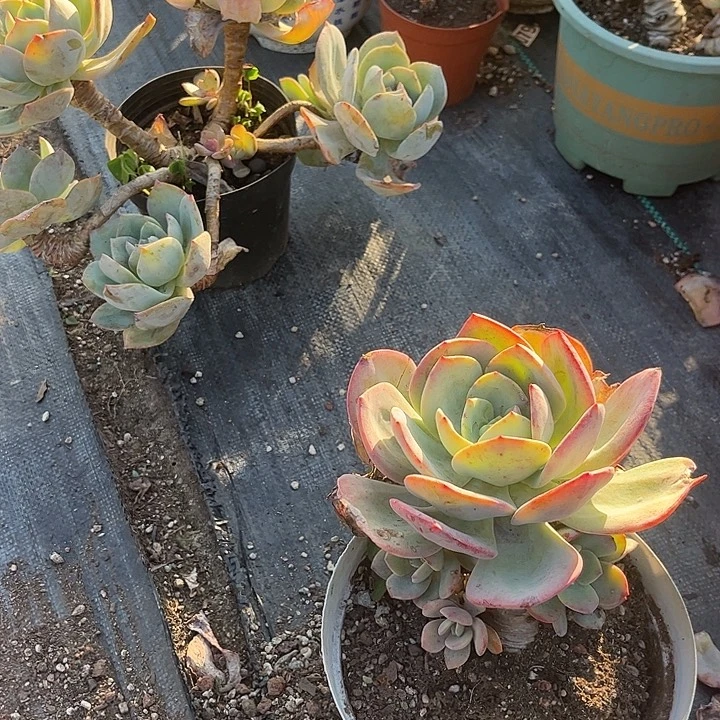 拾***风752不售后白凤脱土发货不退不换