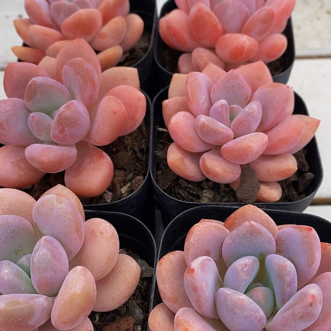 50-精品奶油秋香单头两个