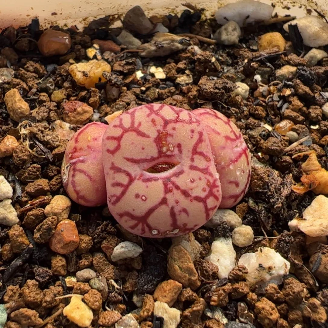 041多肉植物百科