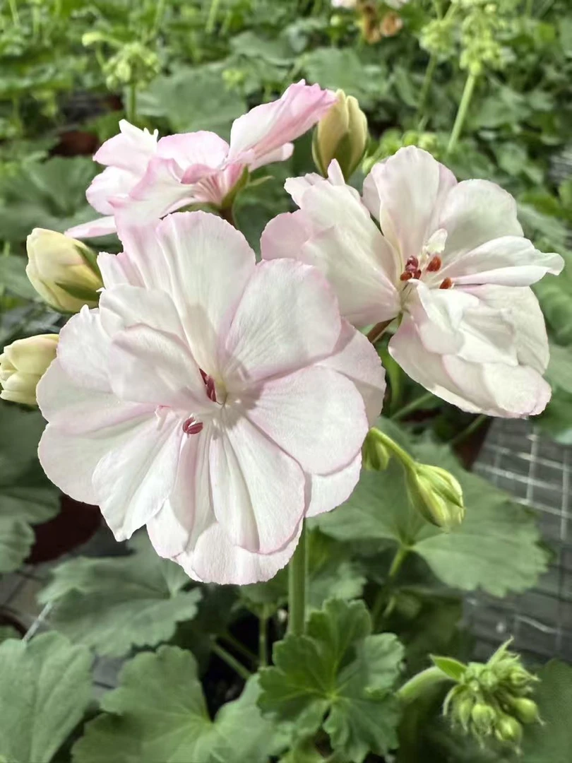 【花样年华】直立天竺葵大花球勤花好养阳台养护花色丰富