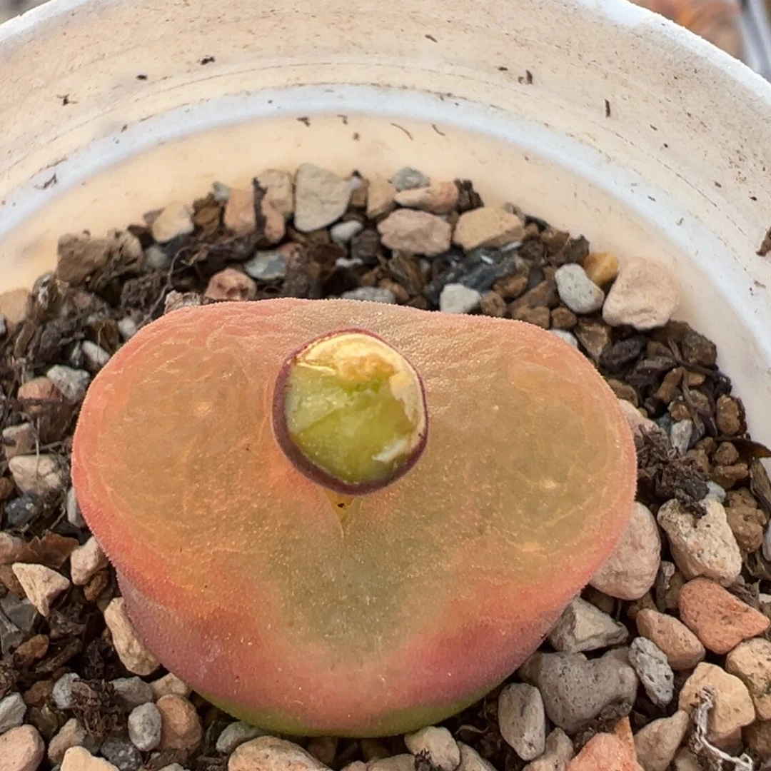 330多肉植物百科植物