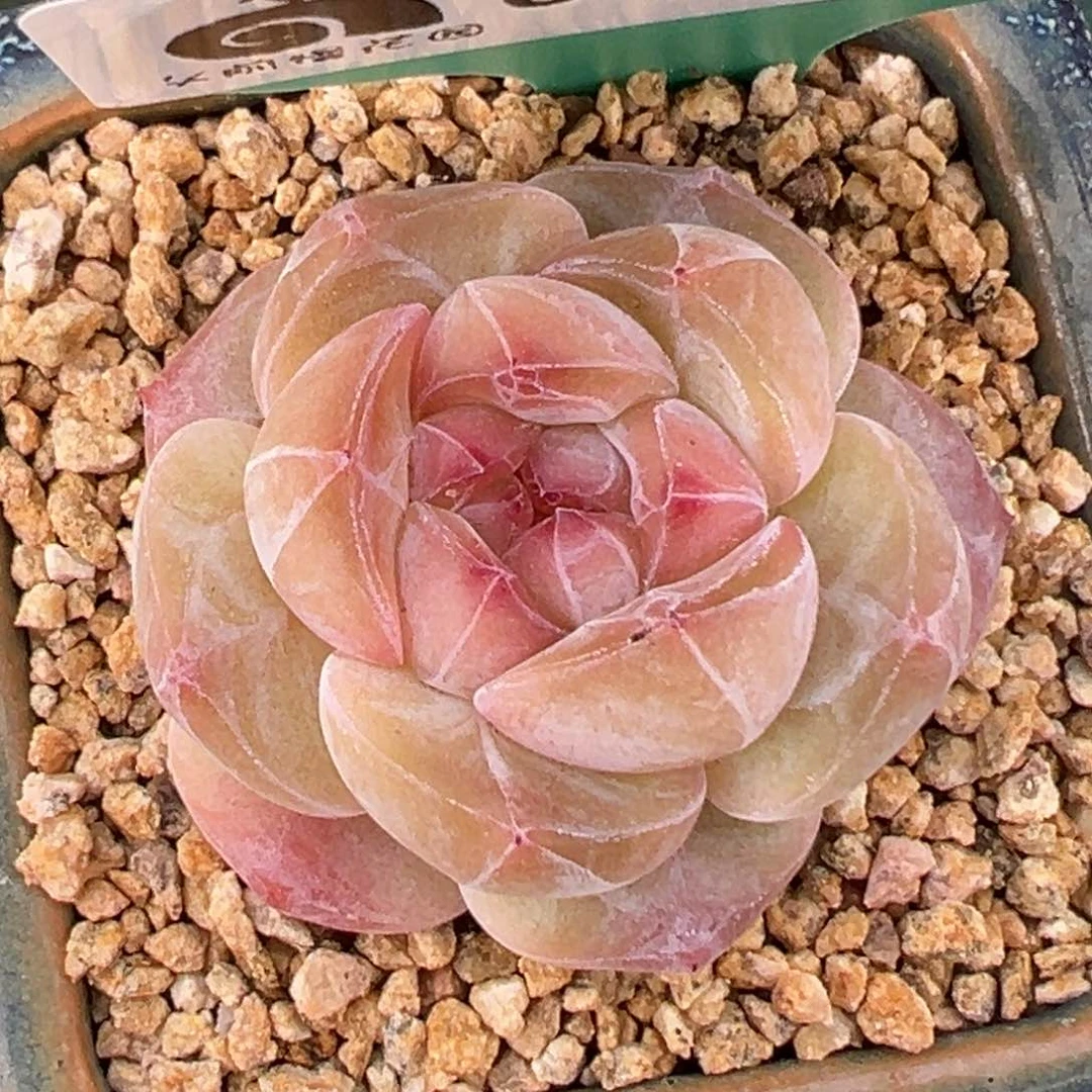 从前慢多肉精选编号0217.65