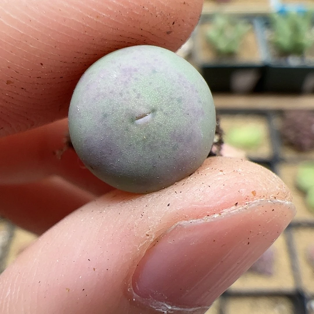 【闪购商品】213 小v嘴