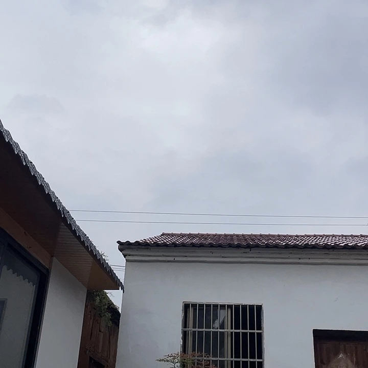 无花朵罗汉松盆景