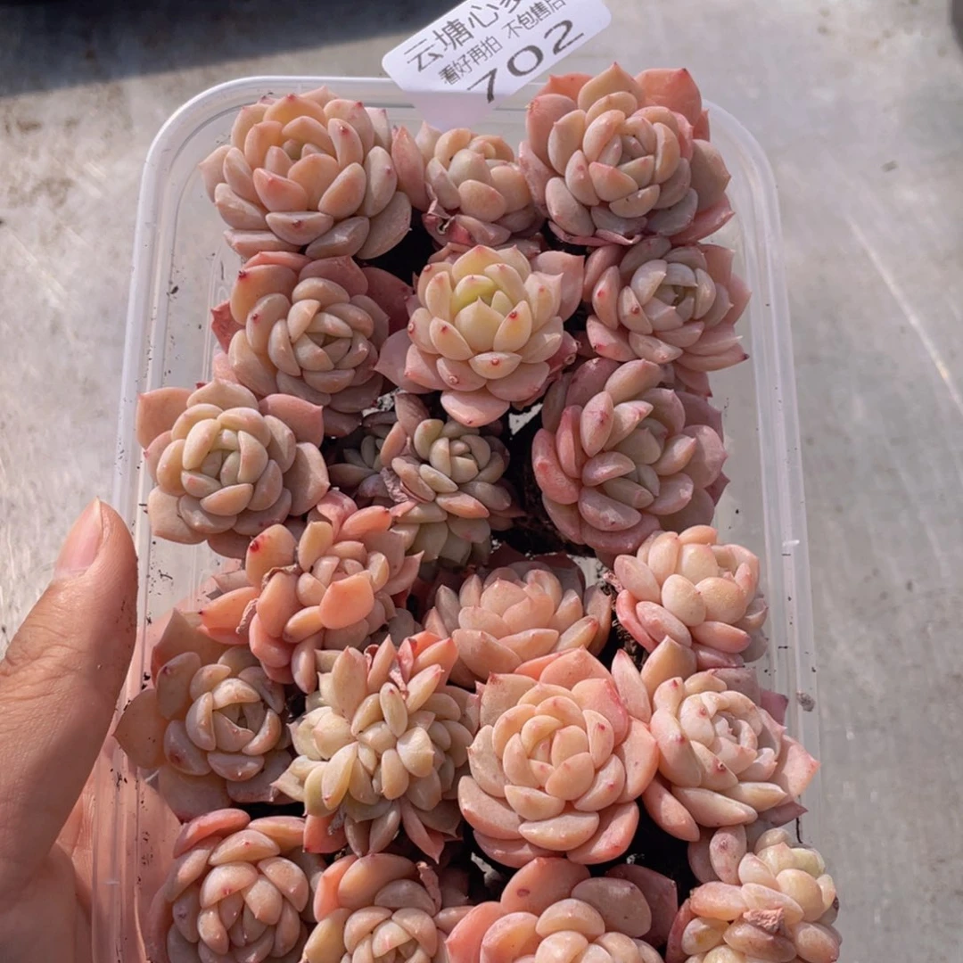 云糖心多肉植物702