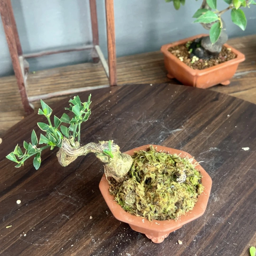 站***台顺丰到付