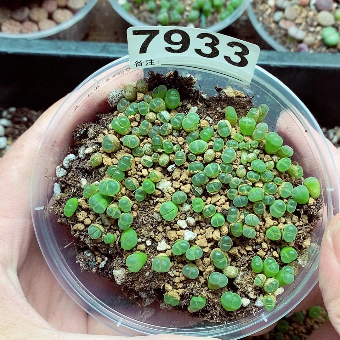 7933极窗风铃四百