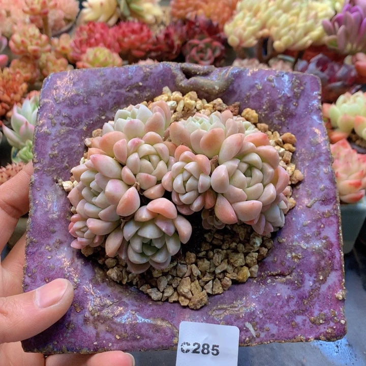 一物一拍满38包邮C285