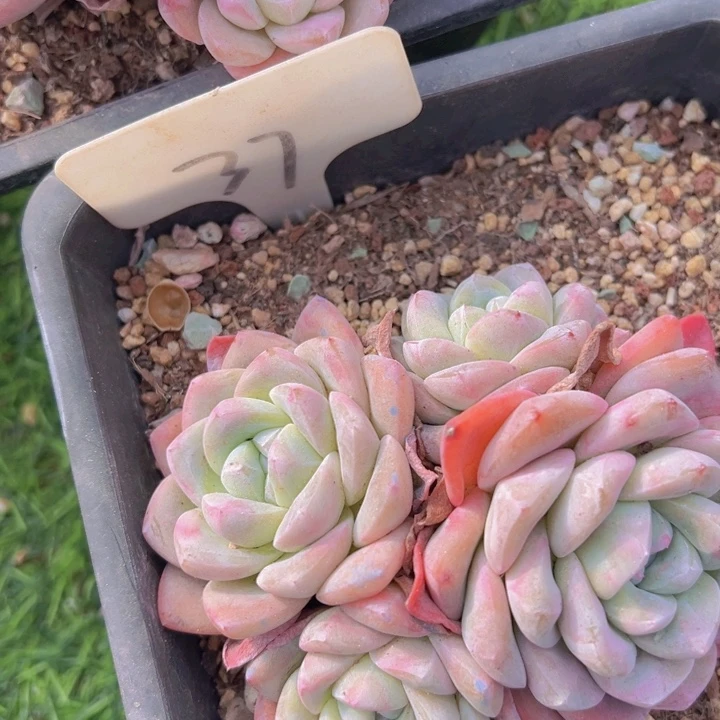 健健康康平平安安