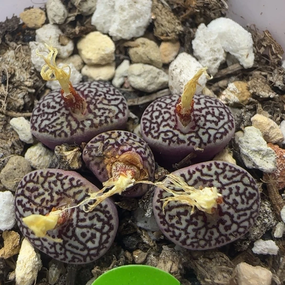 唐草墨群多肉植物112