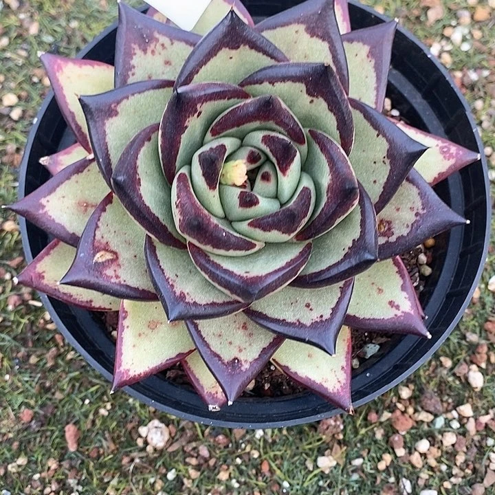 127————直播福利