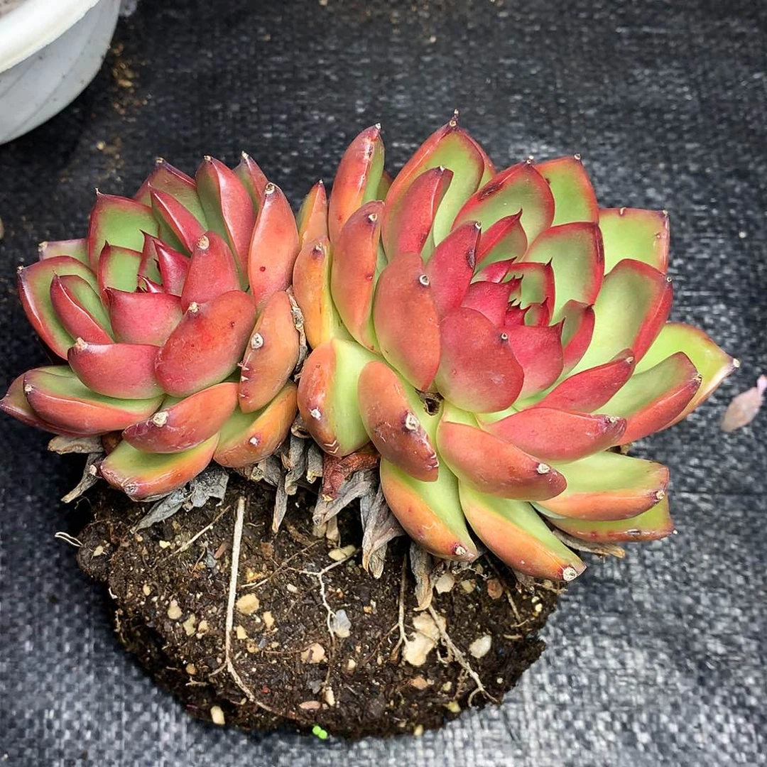 杂交一物一拍26-4