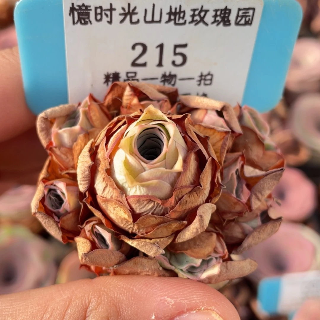 山地玫瑰215裸根发货不售后