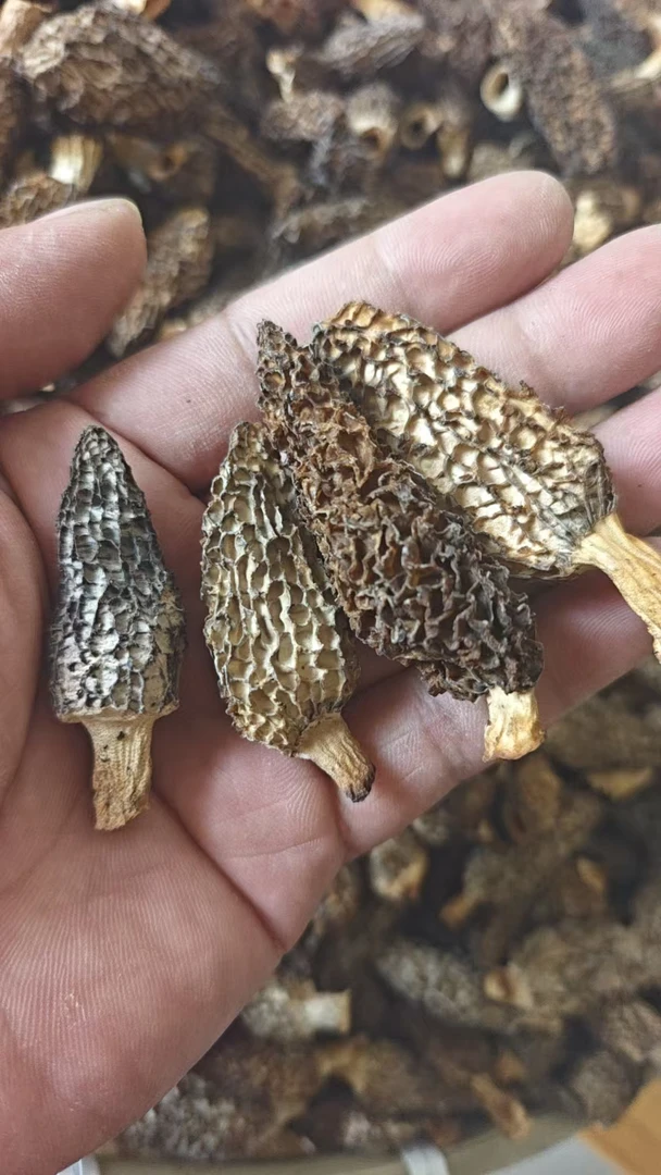 福利罕见野生羊肚菌干货煲汤食材产地热卖