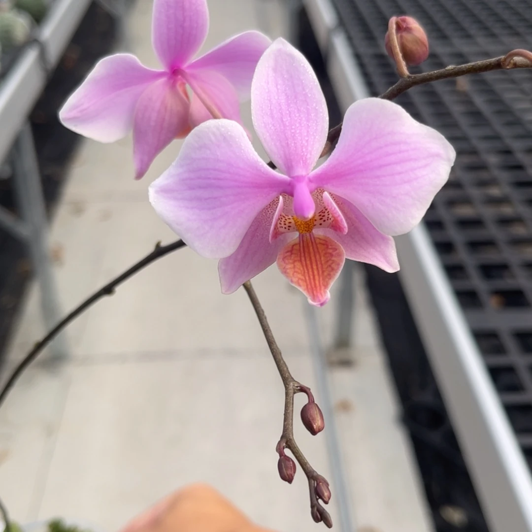 完全开放1398 3寸黄唇英特交西 一物一拍