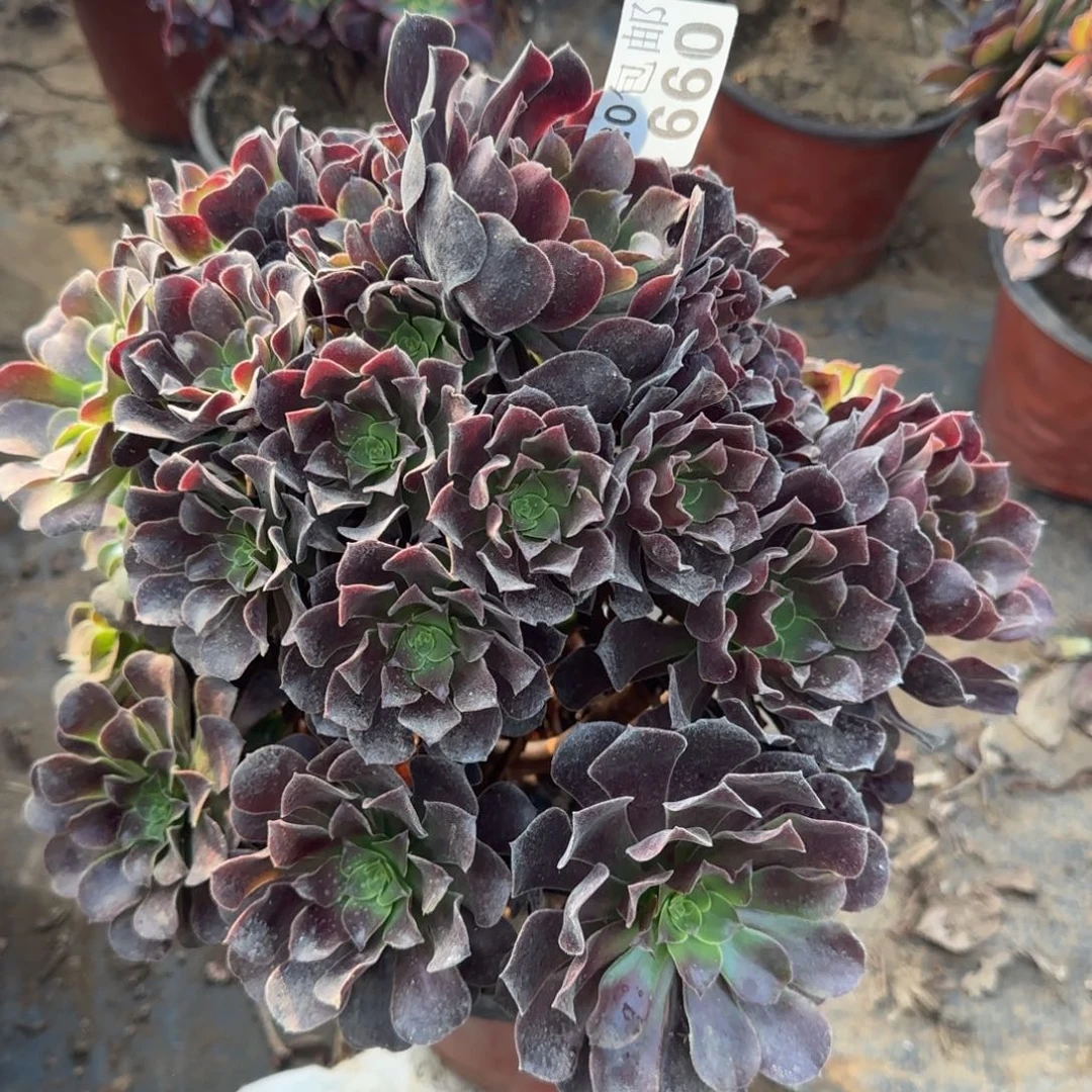 梅花博迪660满20包邮断枝不包