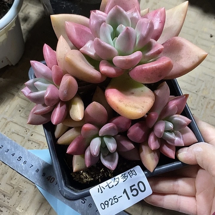 沐***辰小七夕多肉桃花源优选150