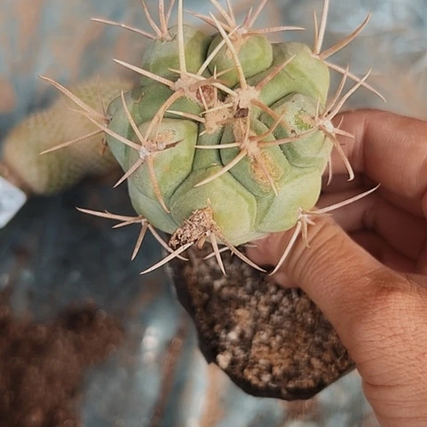 完全开放008处理球