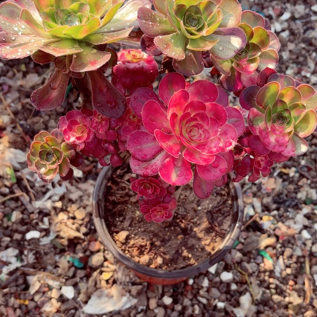 ****楠1棚法师00001277花蝴蝶