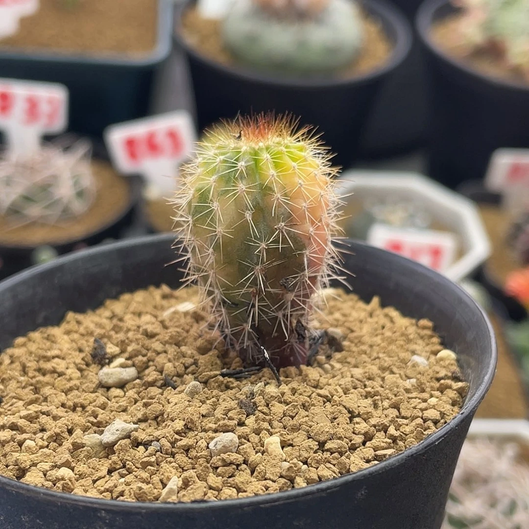 实生彩虹节刺尤伯球锦仙人球