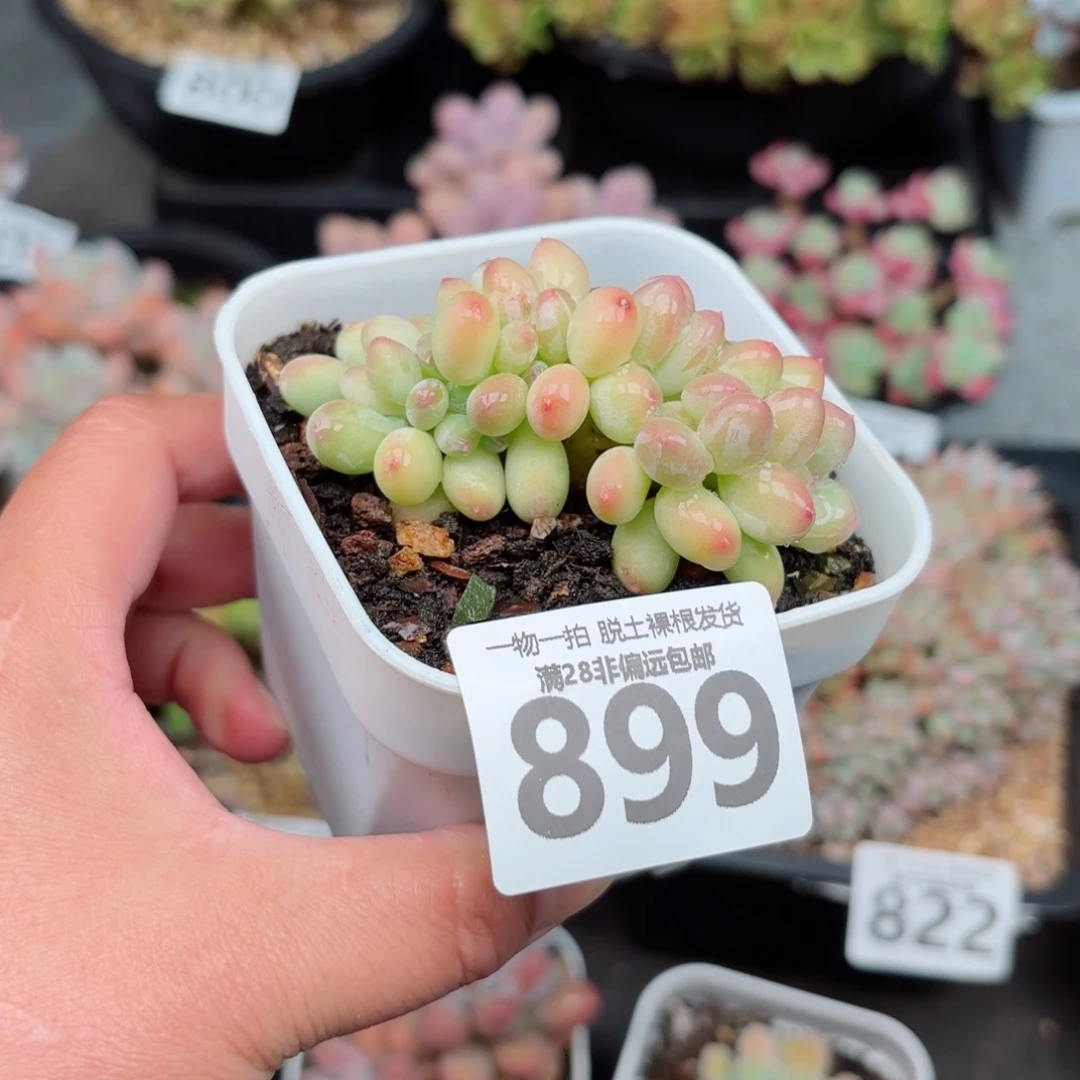 三日月美人缀化无盆土发货