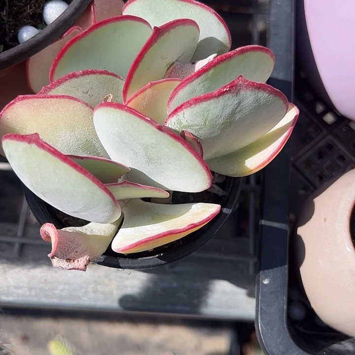 白眉群生多肉植物
