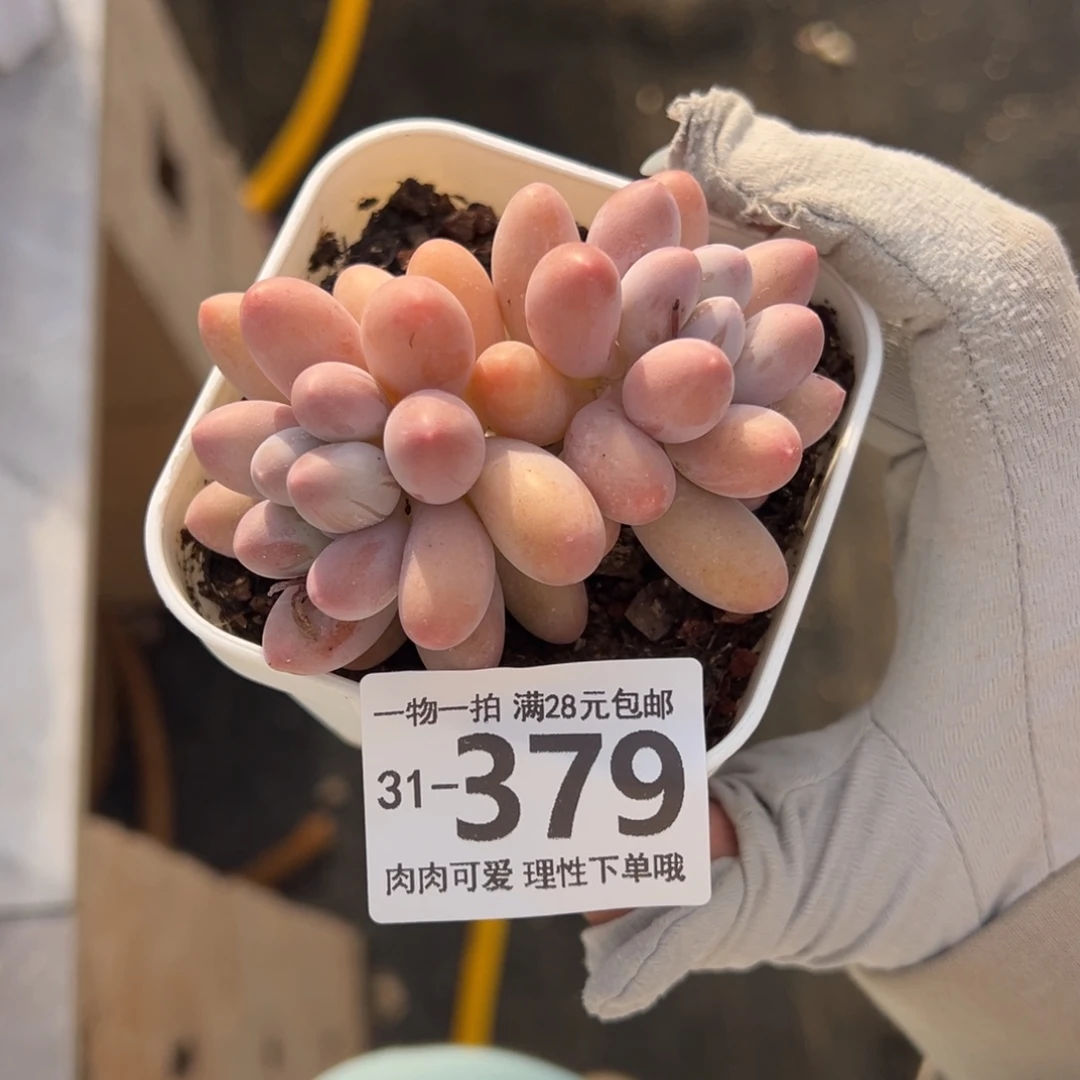 汤圆多肉多肉多肉多肉