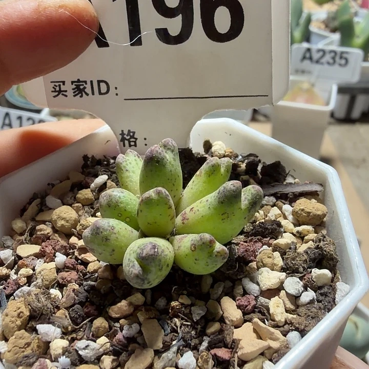 196。满38包邮肉锥