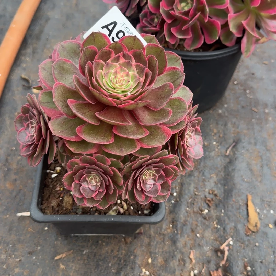 青***华精品多肉植物000974