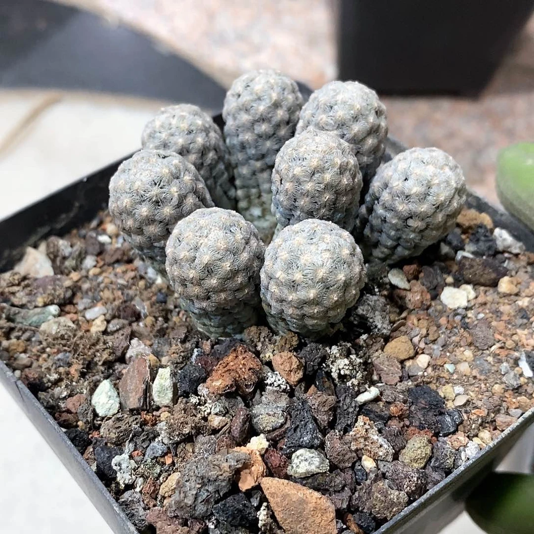 自**人实生黛丝尤群仙人球