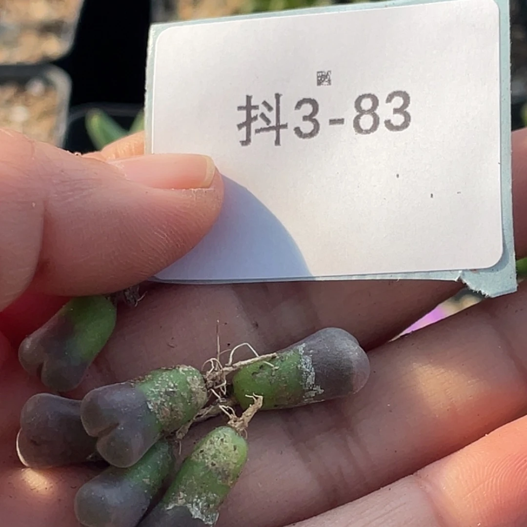 A***i3-83肉锥多肉植物