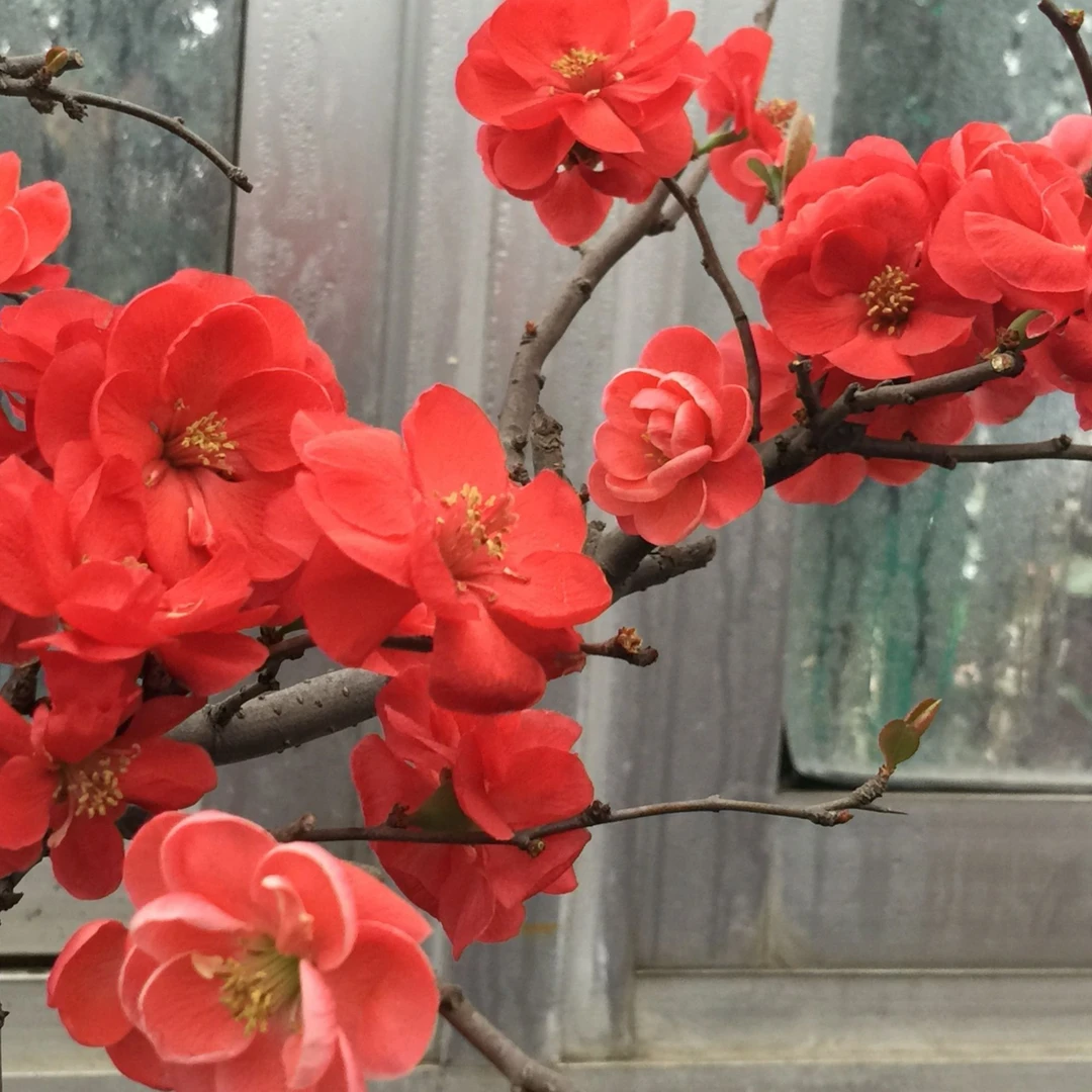 花卉直播一物一拍初心海棠，大花彩玉，红千鸟，玫瑰之约等