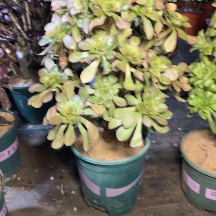 叶***子333君美丽多肉多肉多肉多肉