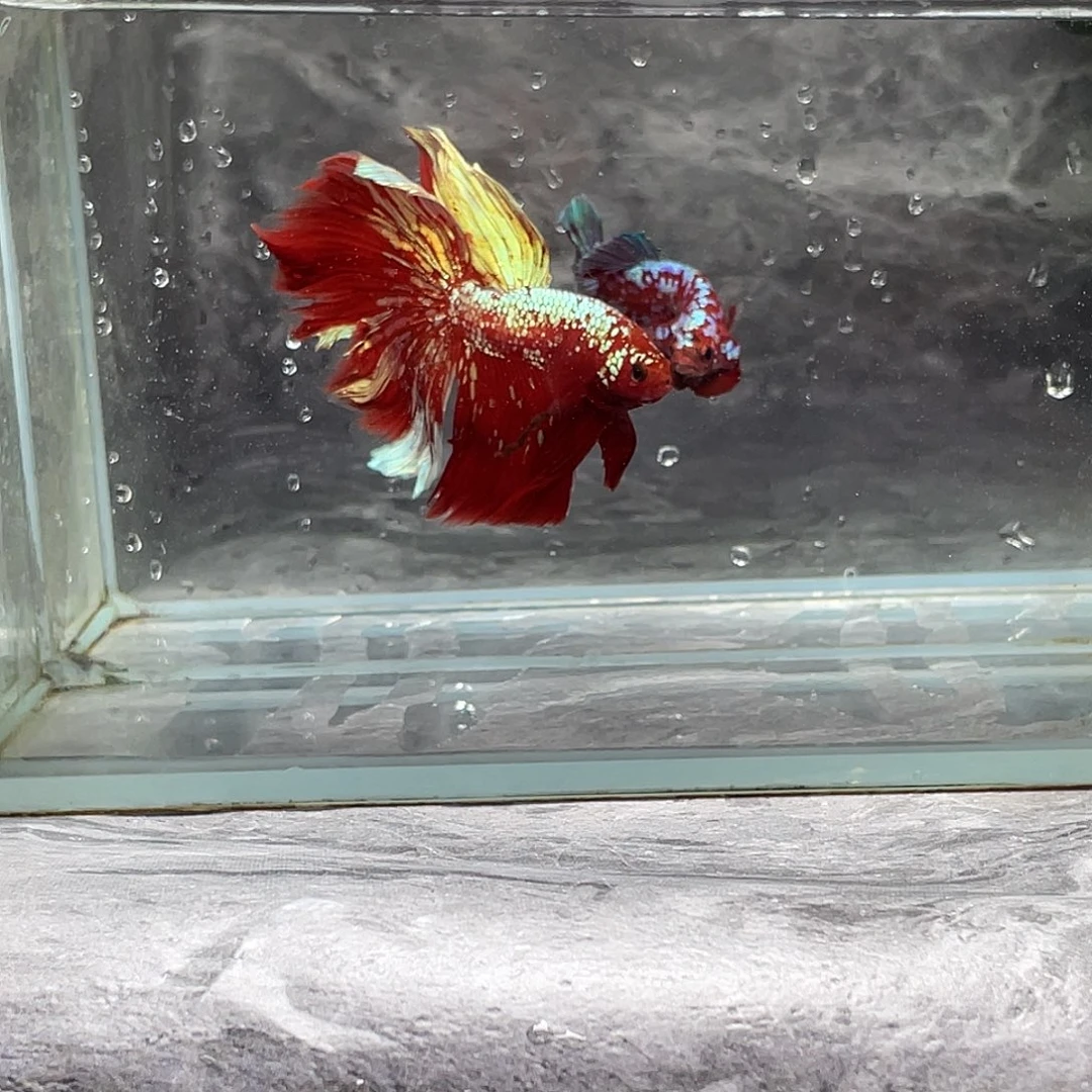 斗鱼育平斗鱼泰国斗鱼