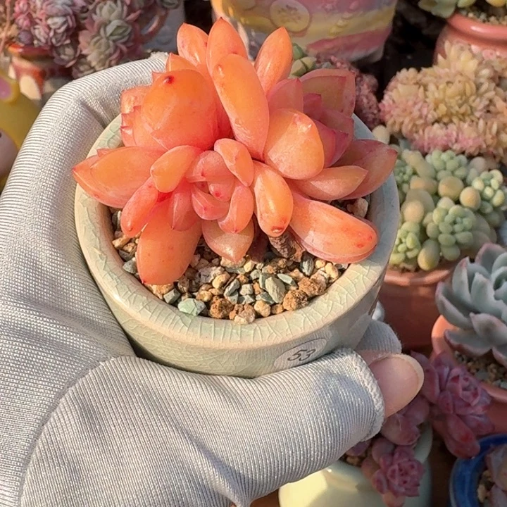 Q***果53多肉脱土发货