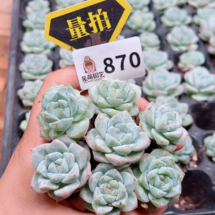 多肉植物多肉植物