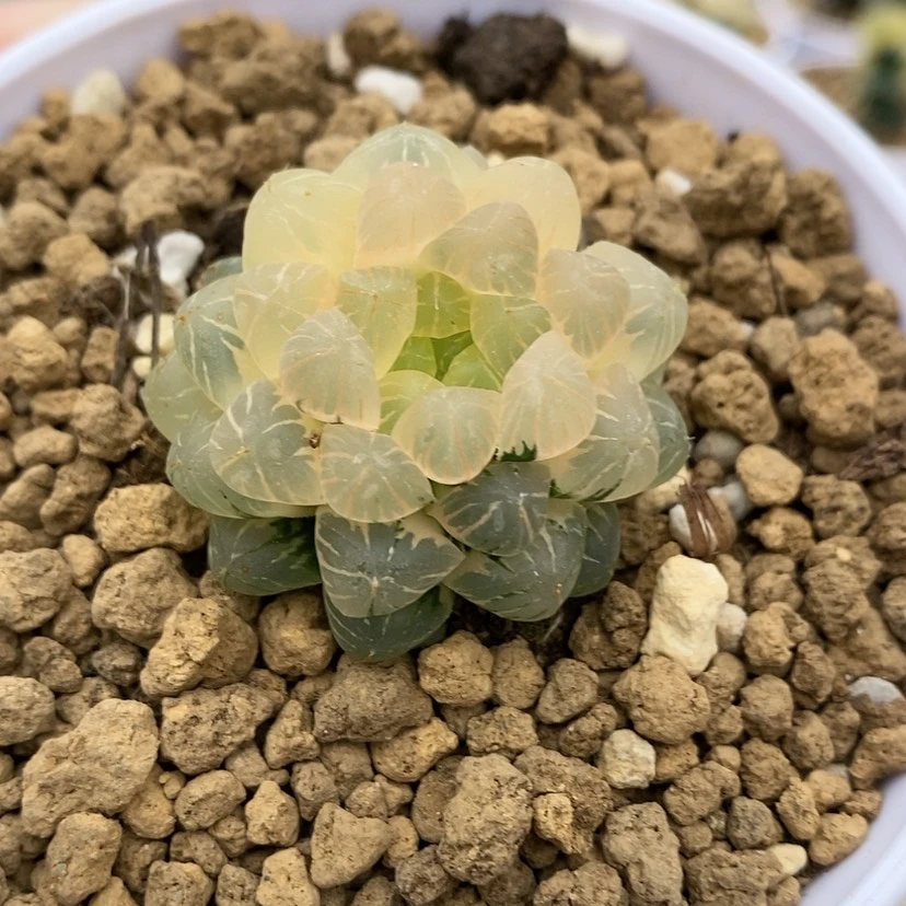 【闪购商品】3糊斑小叶姬