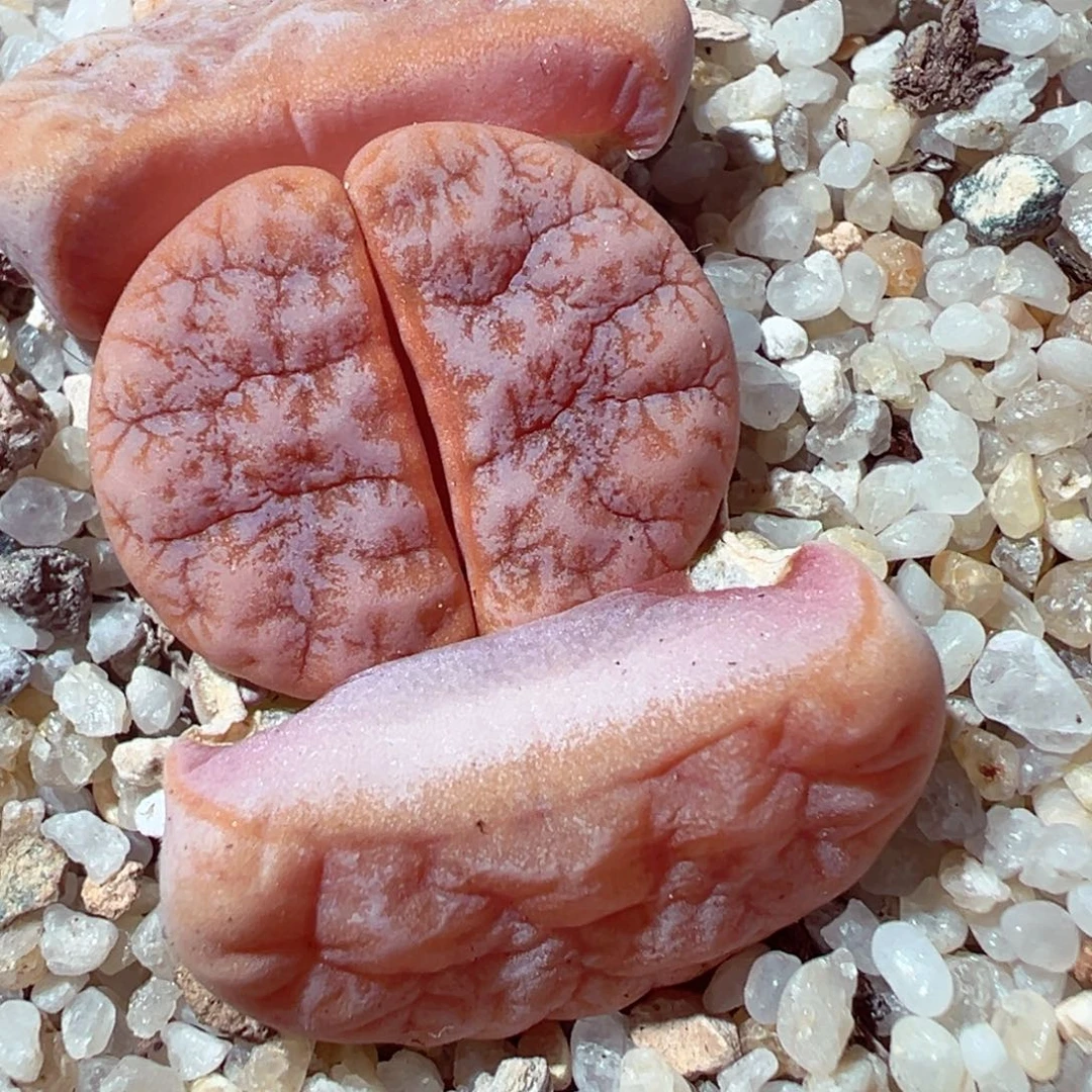 1230-406多肉多肉