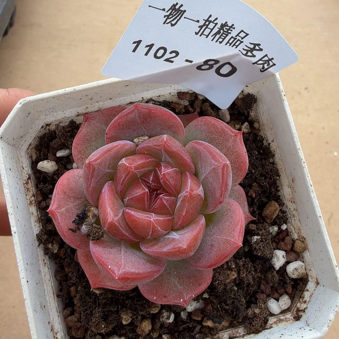 1102-80单颗珍妮多肉