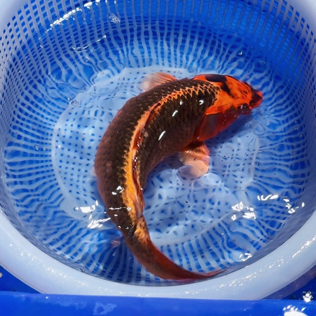 锦鲤精品甄选血统锦鲤