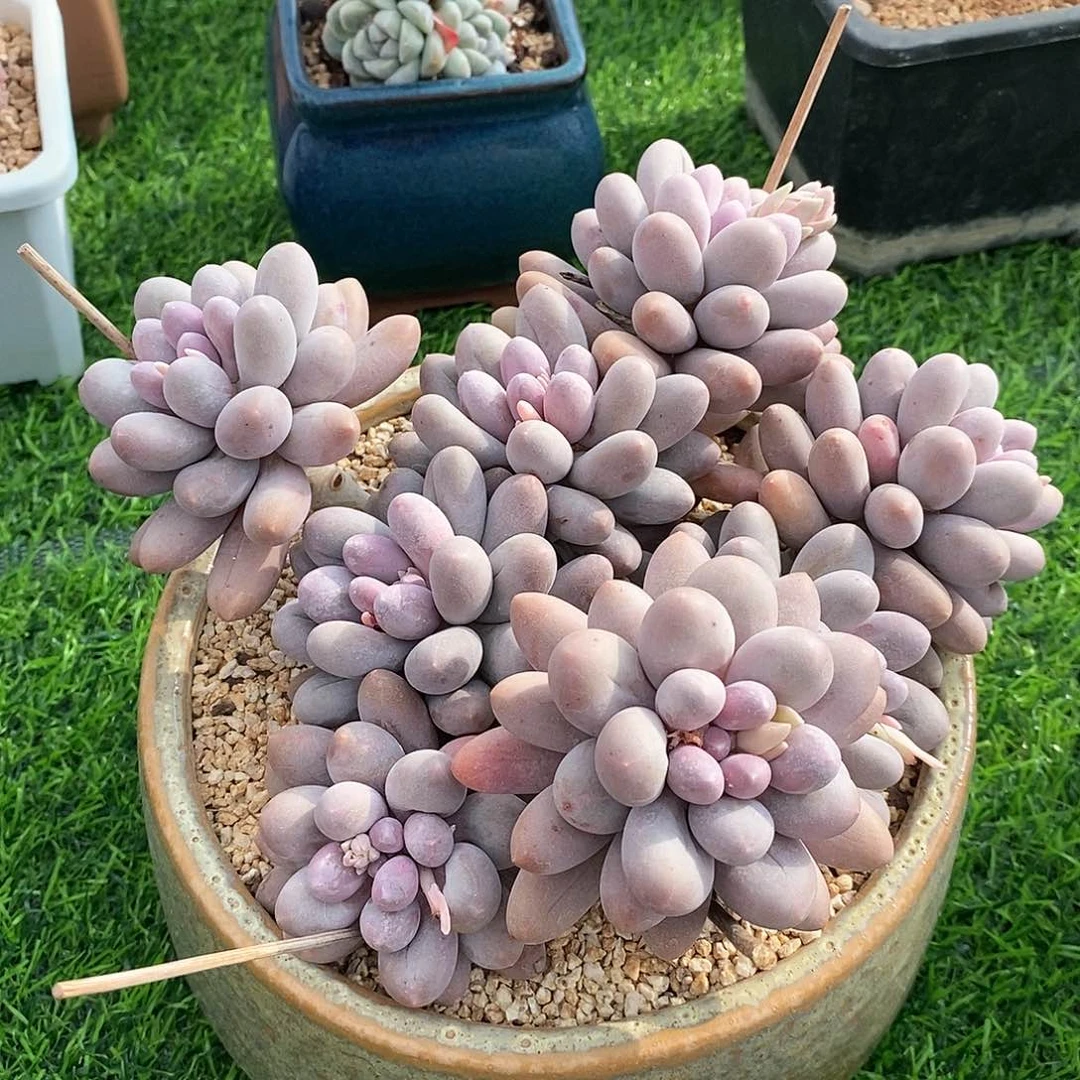 自然群老庄汤圆，1234564846