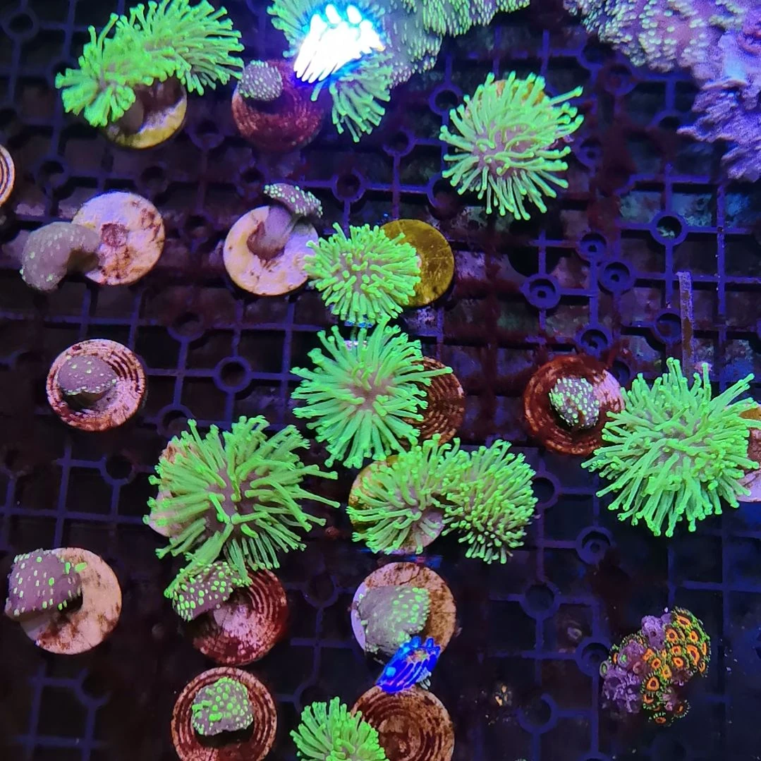 纽扣珊瑚荧光笔皮革一头