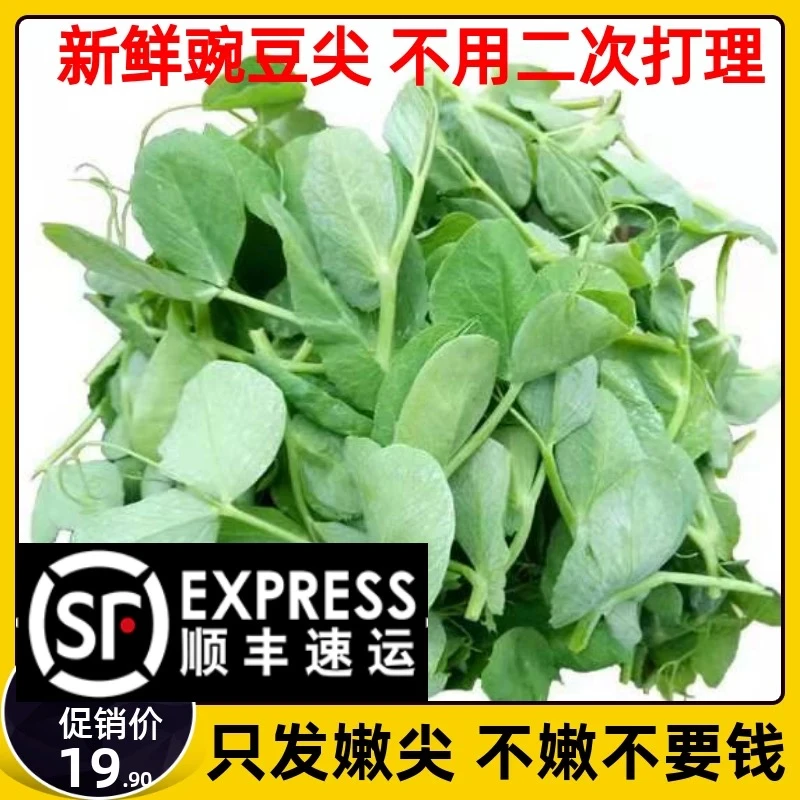 【顺丰包邮】如皋豌豆尖新鲜采摘(3斤装)