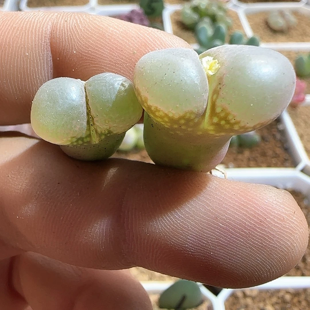 好看的风铃。   53004