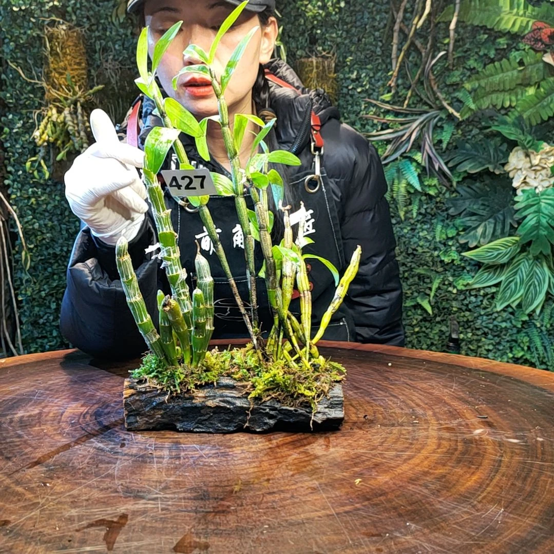 【闪购商品】427玫瑰，高山花