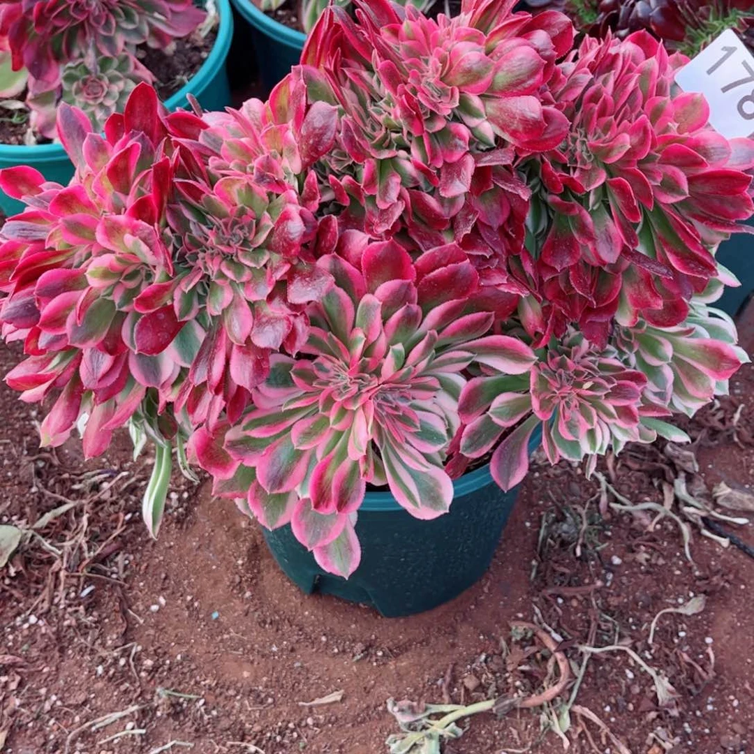 紫*多肉植物178红袖