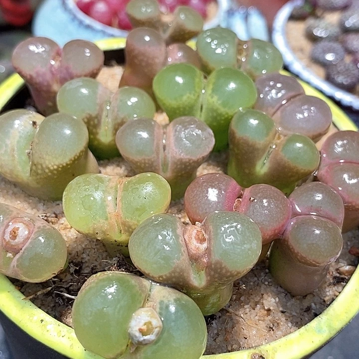 粉红少女风铃一颗     买2送1