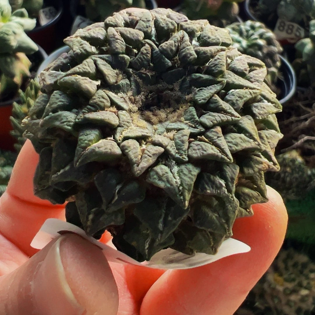 无花朵福利自根姬牡丹315