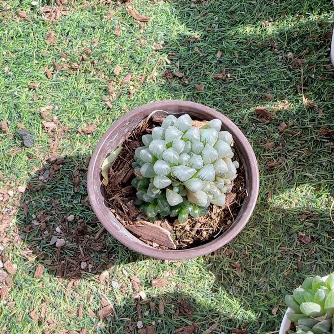 无花朵姬玉露群生