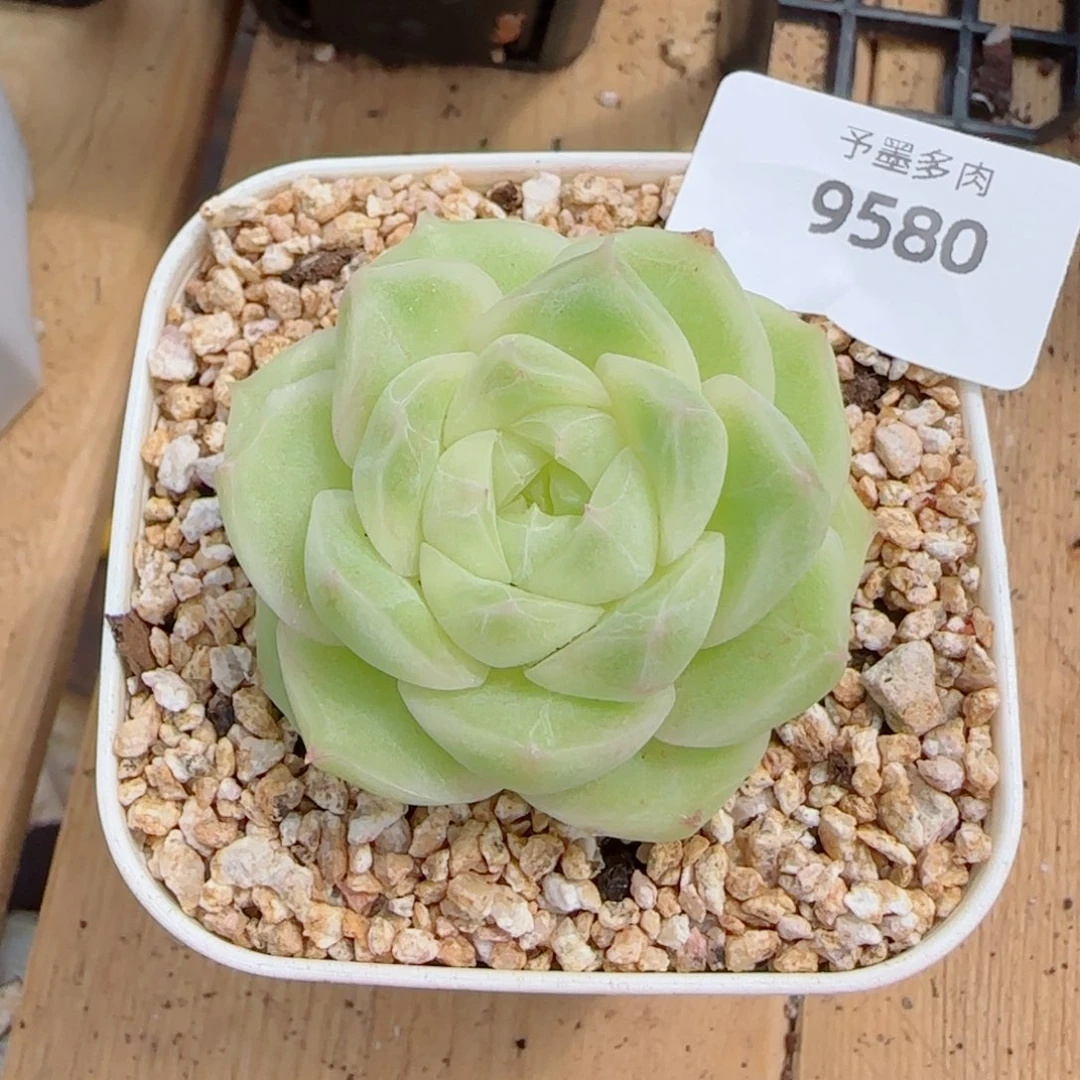 梨花白，9580多肉植物